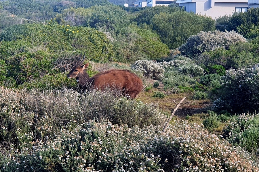 3 Bedroom Property for Sale in Dana Bay Western Cape